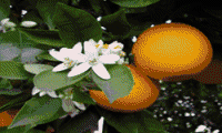 Foto da Wikimedia Commons