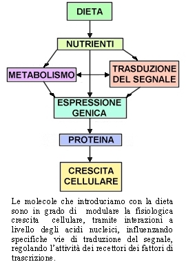 Schema del sangue