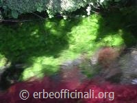 Foto Di Alberto Tucci - Gentilmente concessa da Parco naturale "Oasi di Ninfa"